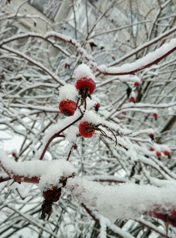 Snow