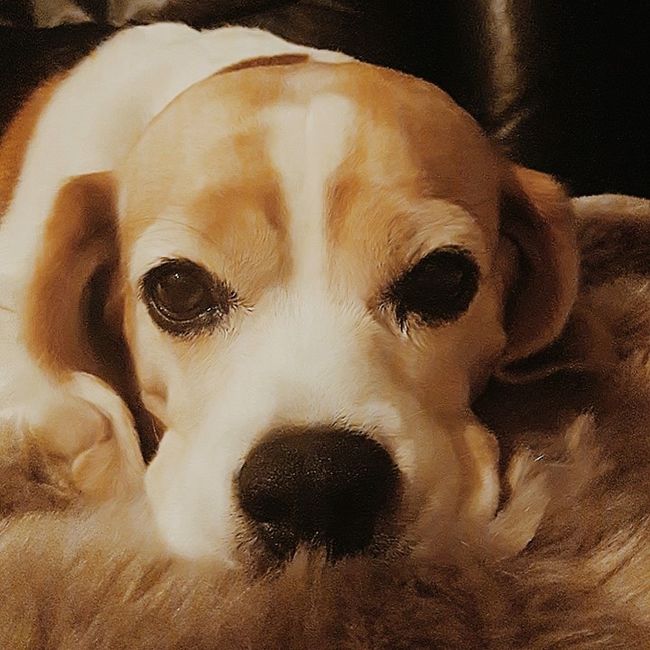 Hunde Liebe