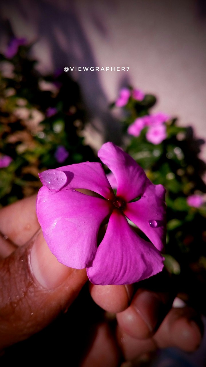 Flower ☺
