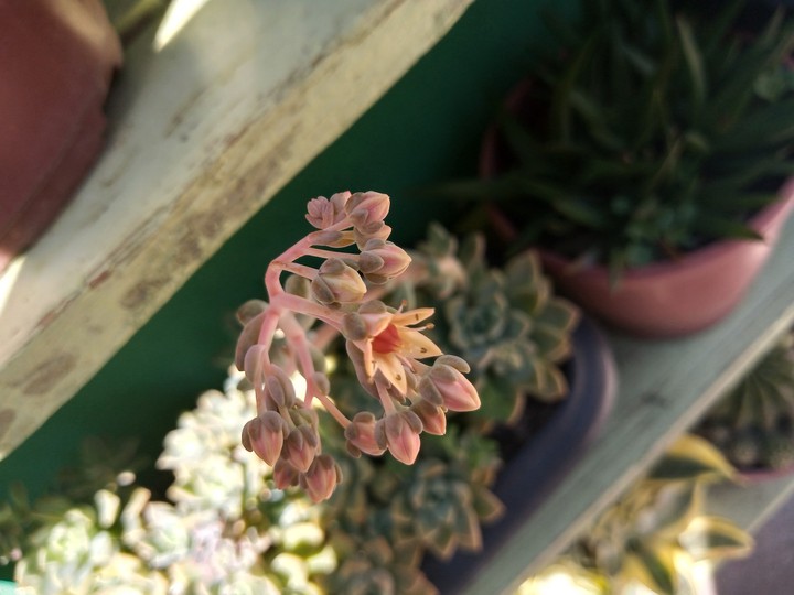 flor
