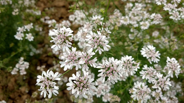 white flowers