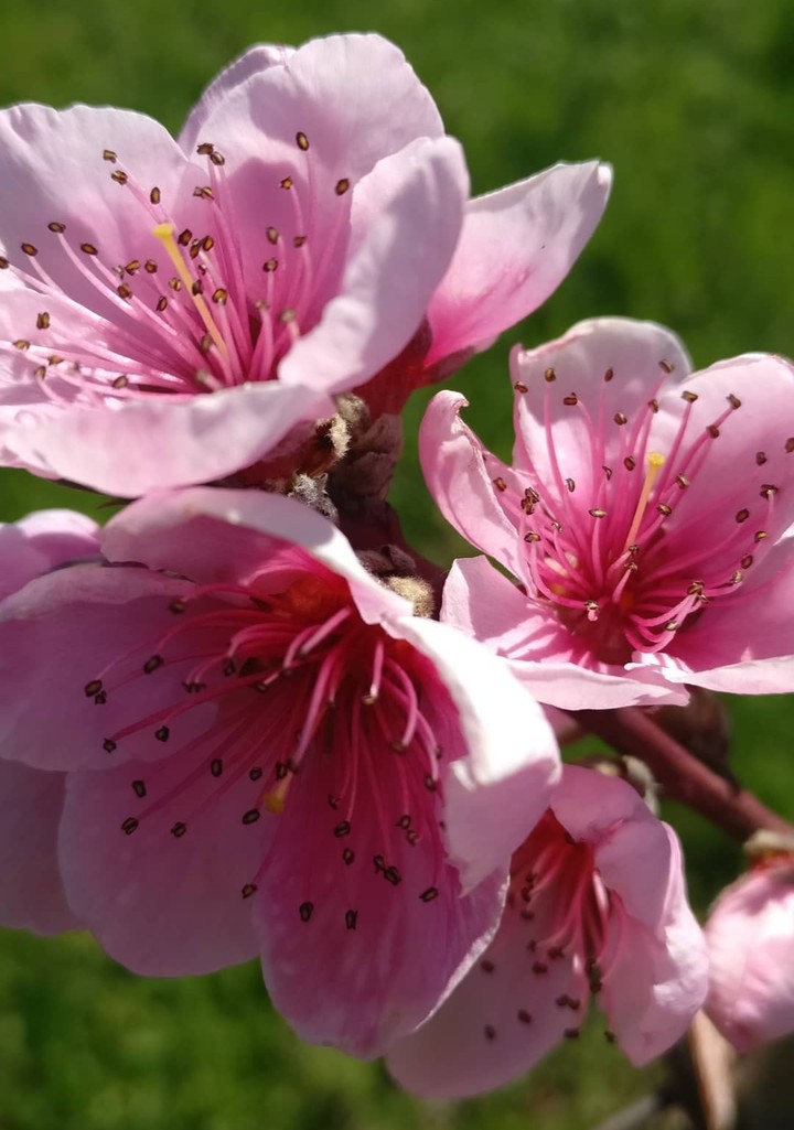 spring flower