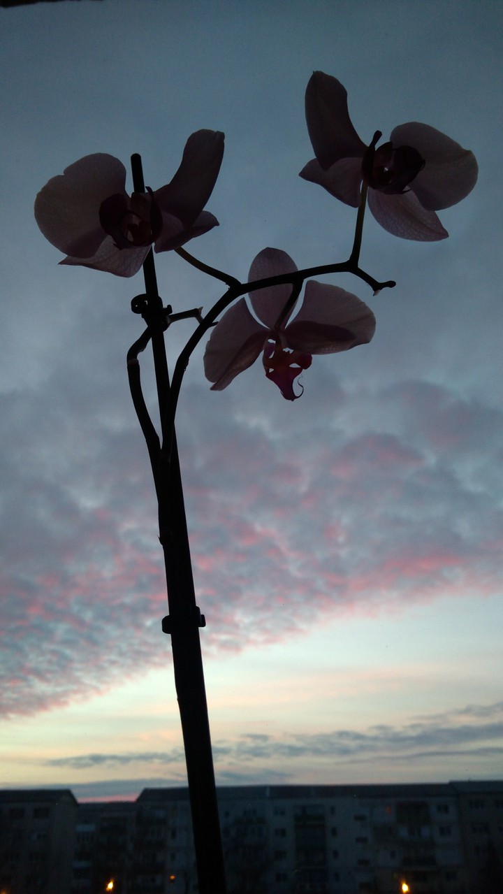orchidea