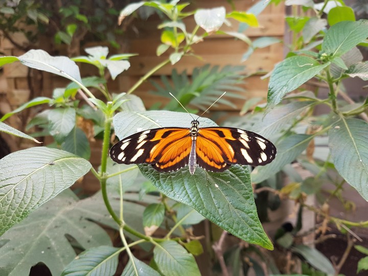 papillons = émerveillement