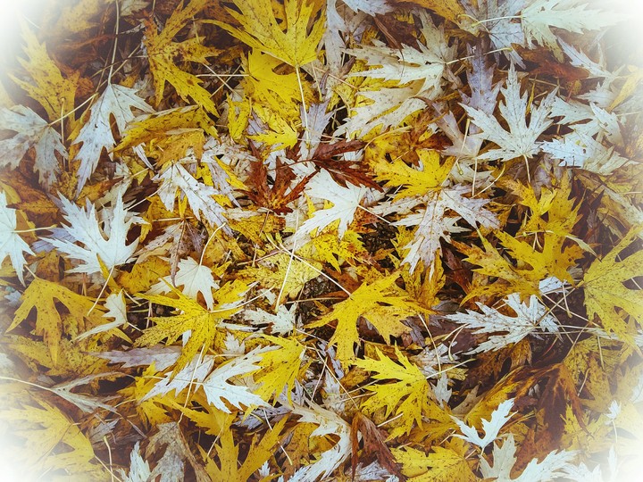 ColorLeaf