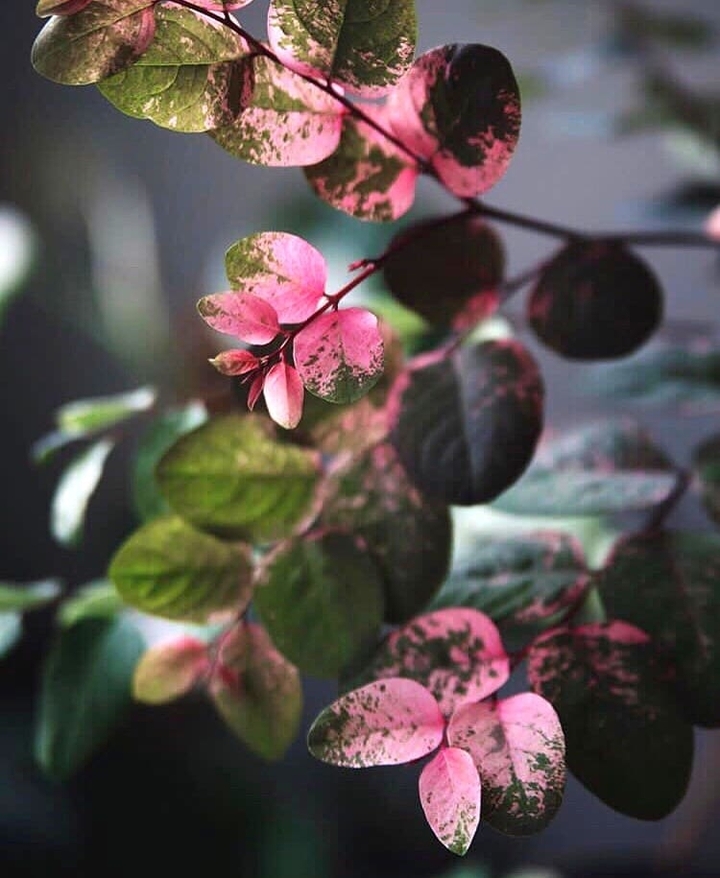 Snow Bush