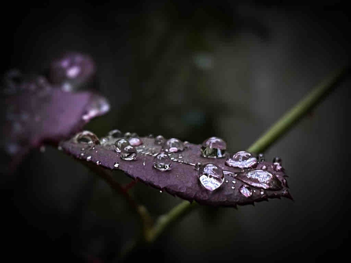 drops