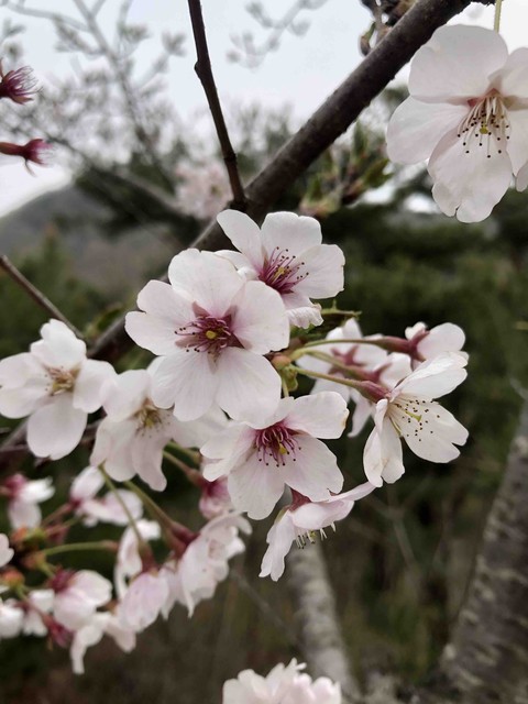 벚꽃