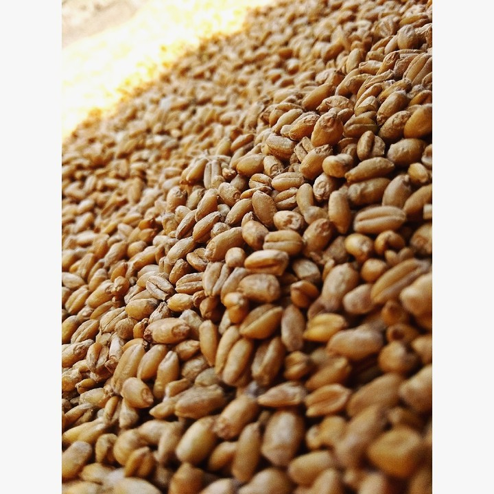 grains