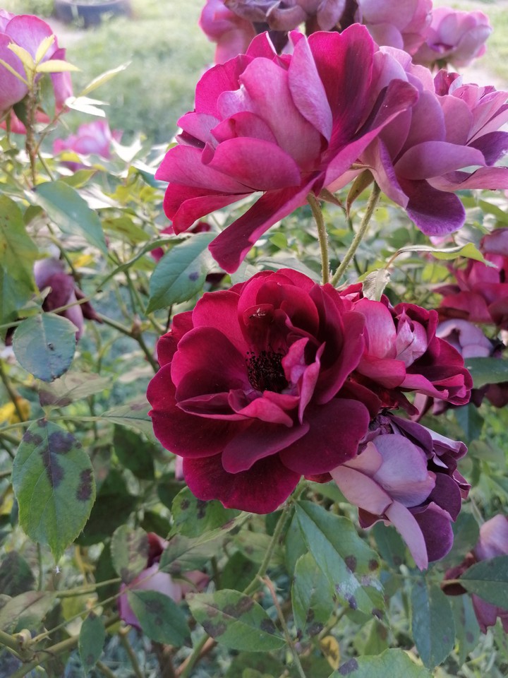 Rose