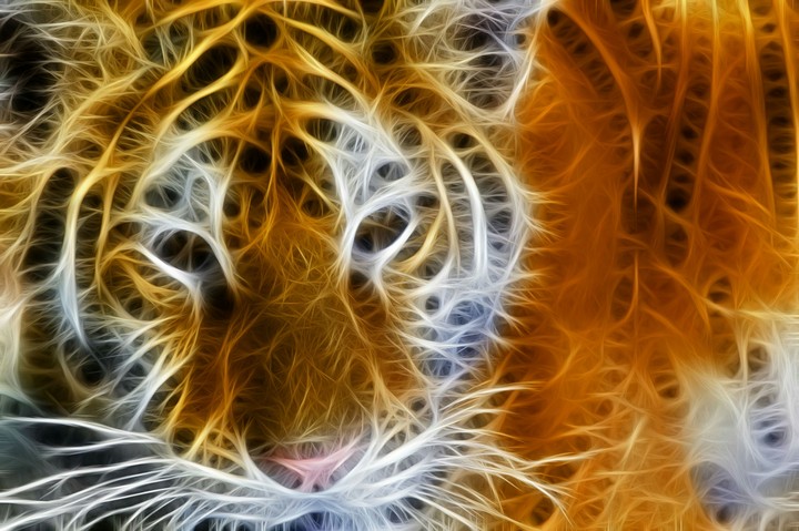 Burning Tiger