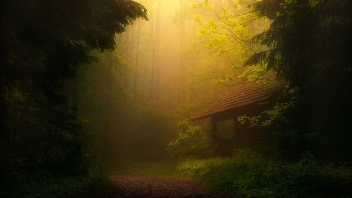 fog trees forest