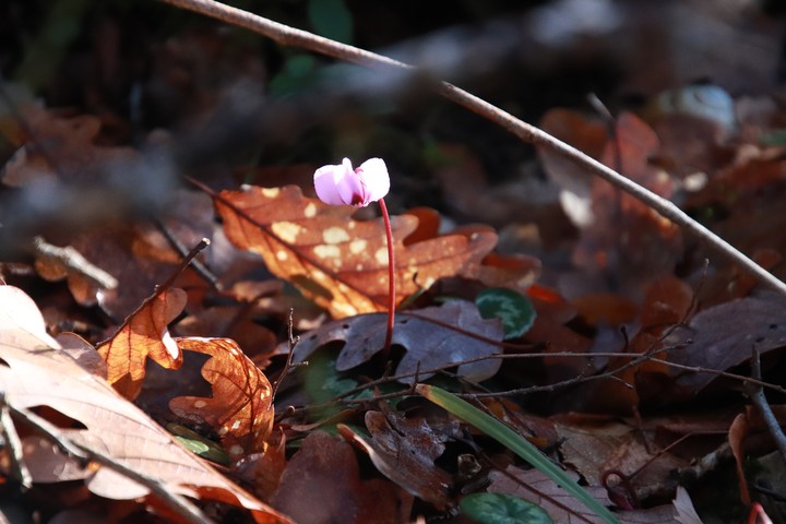 spring seed
