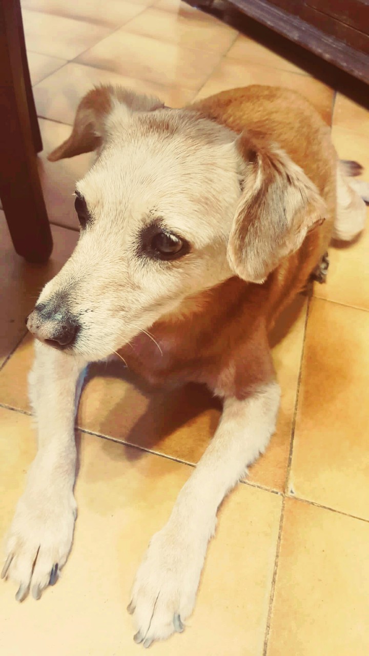 My beautiful dog?