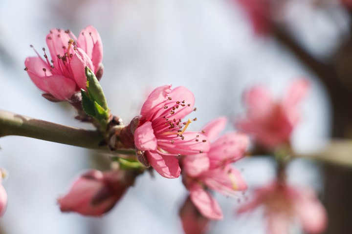 peach blossom