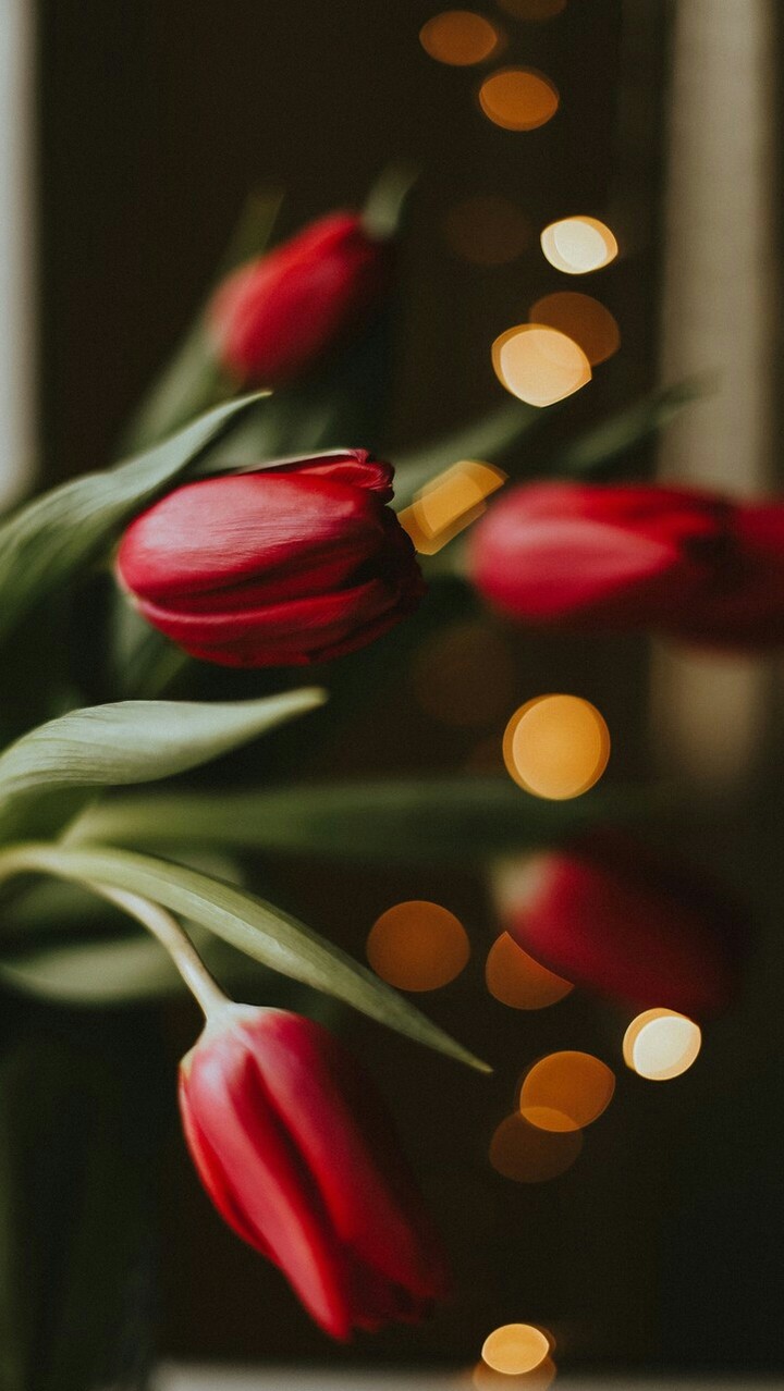 tulips