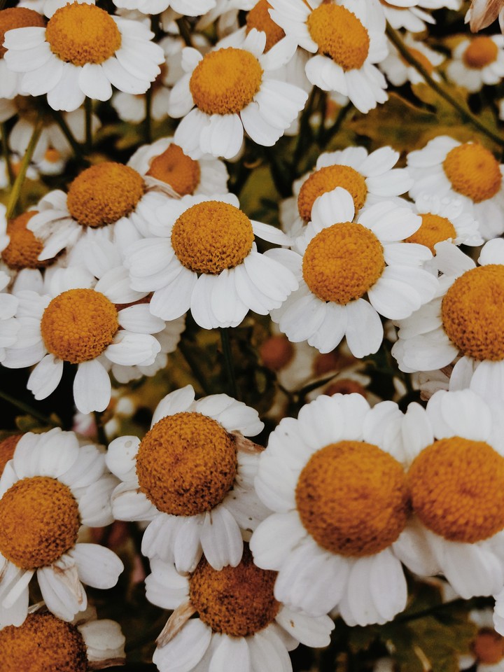 chamomile