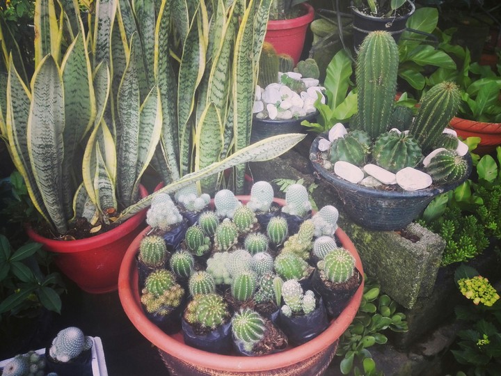 Cactus