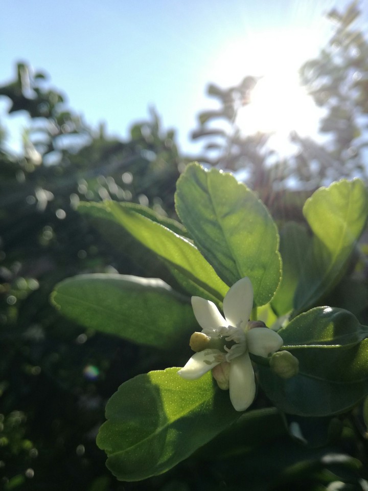 lemon flower