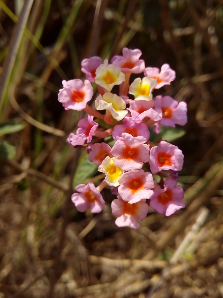 beauty of waste flowers
