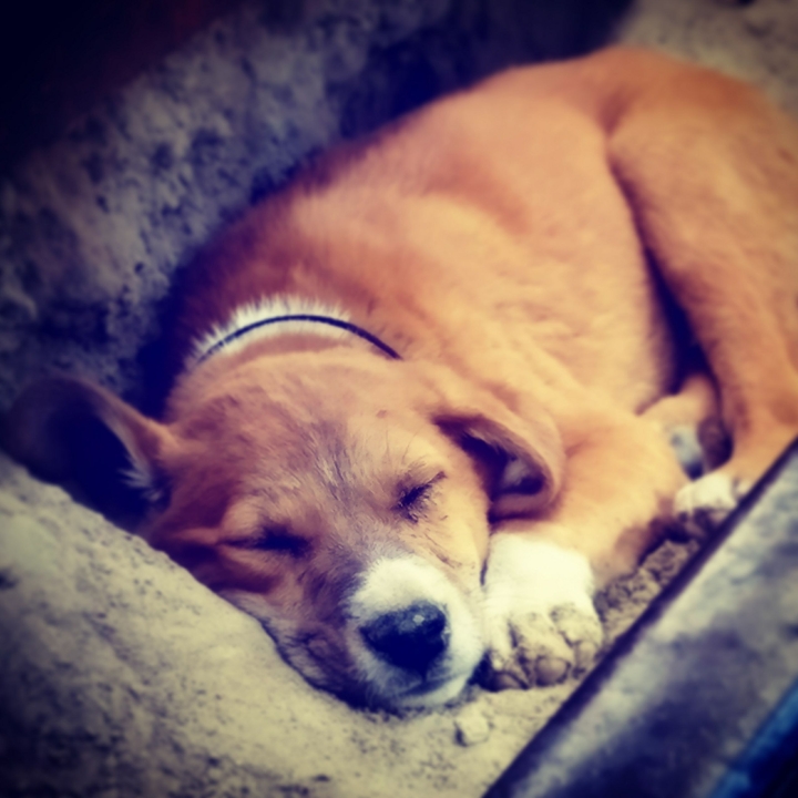 dog