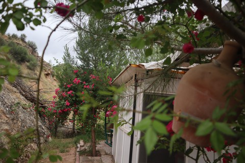 tapety flower, leisure