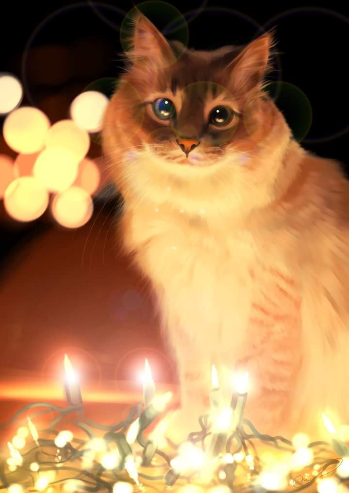 cat
