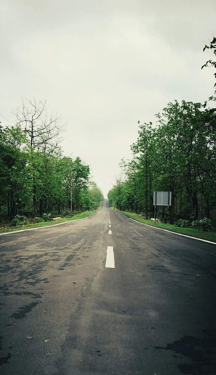 Roadside trees