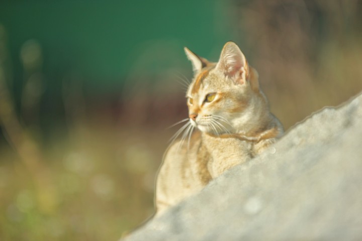 cat