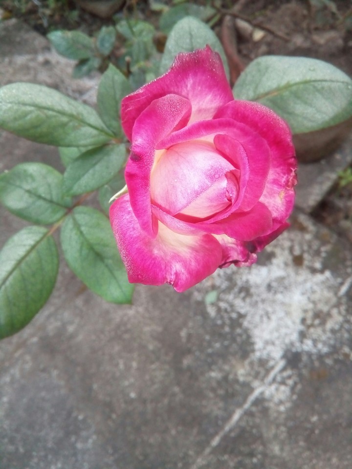 rose