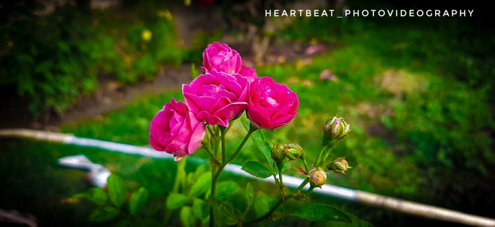 #Rose