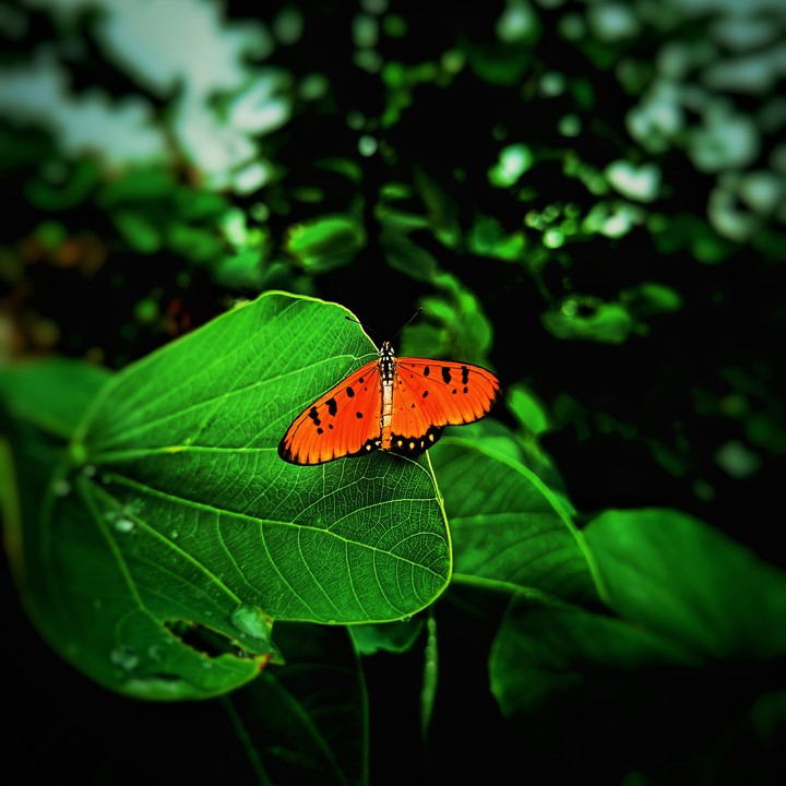 photography