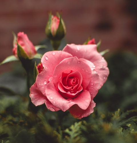 Delicate Beauty