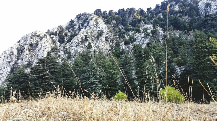Doğa [Background]