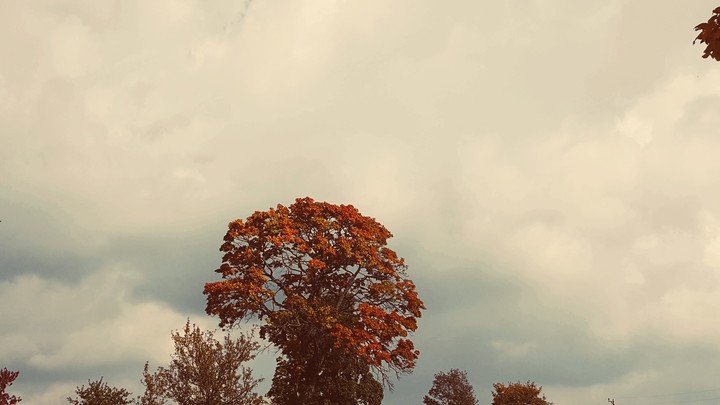 Baum