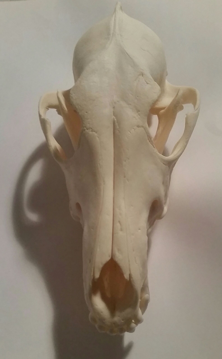 Coyote skull