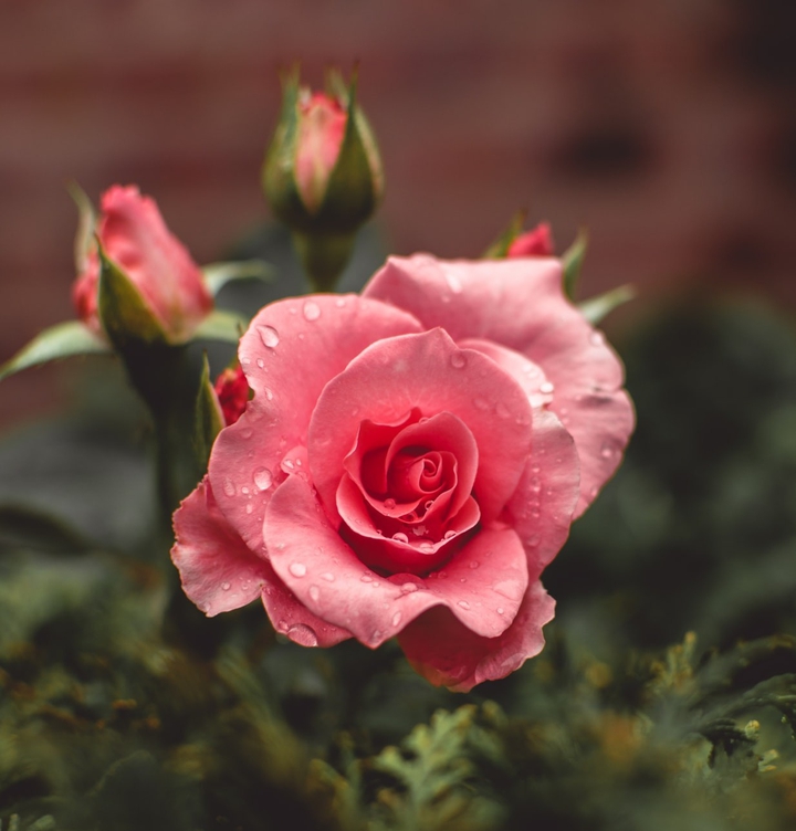 Delicate Beauty