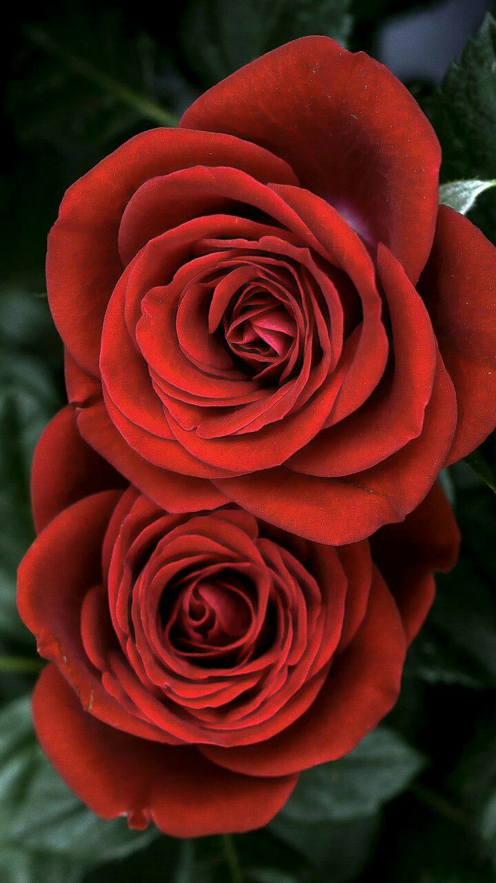 red rose