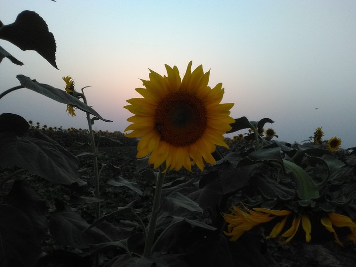 Beauty of sunflower in dawn❤