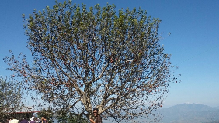 trees