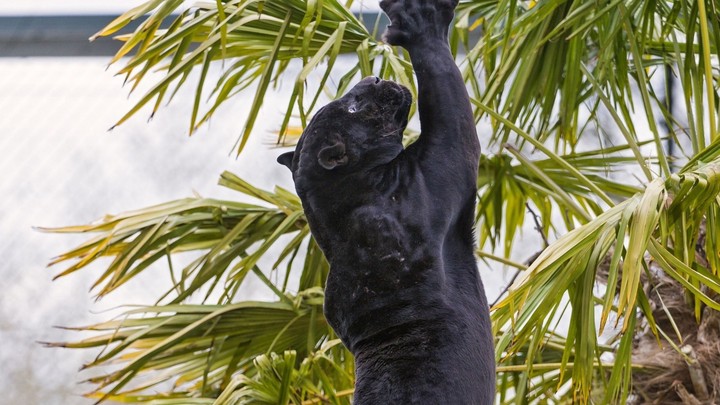 Black Panther