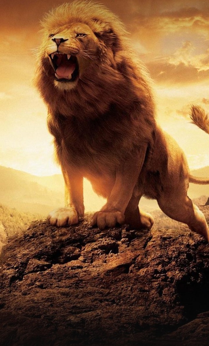 lion