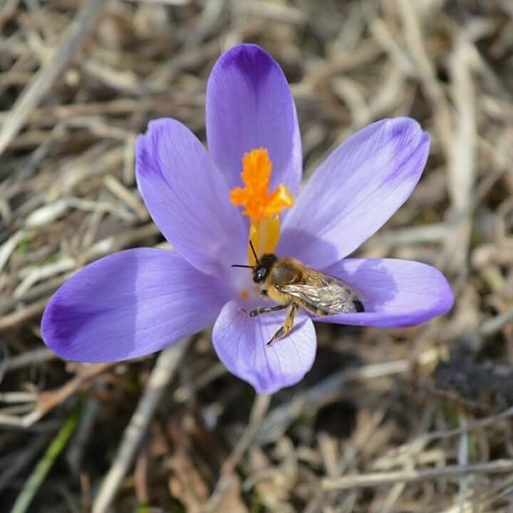 Bee and flower