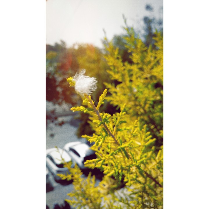 Feather in the Plant