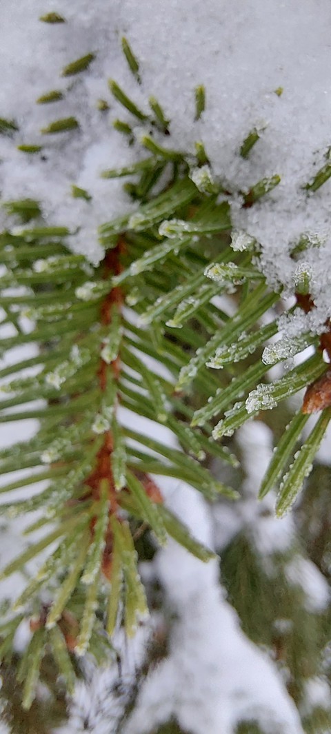 larch, Water Hintergrundbilder