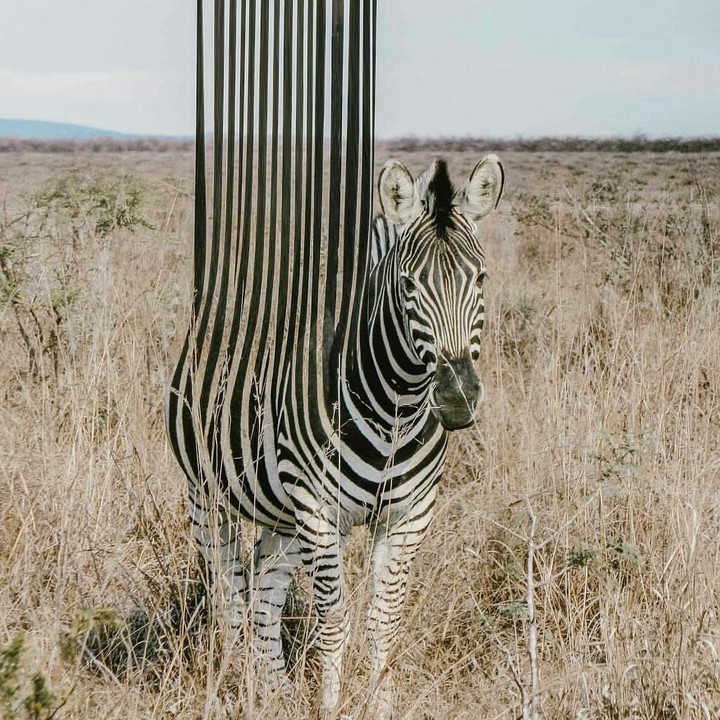 zebra