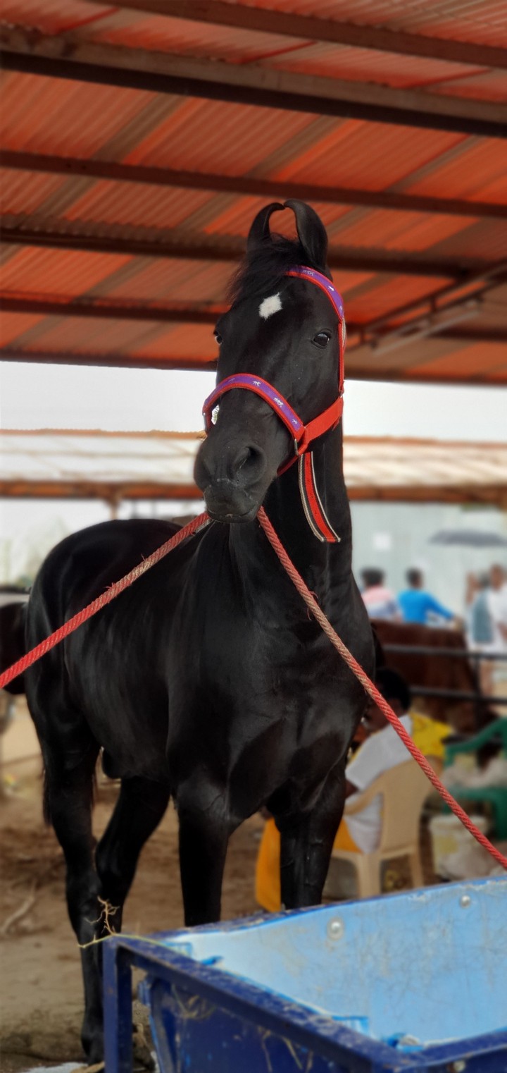 black beauty