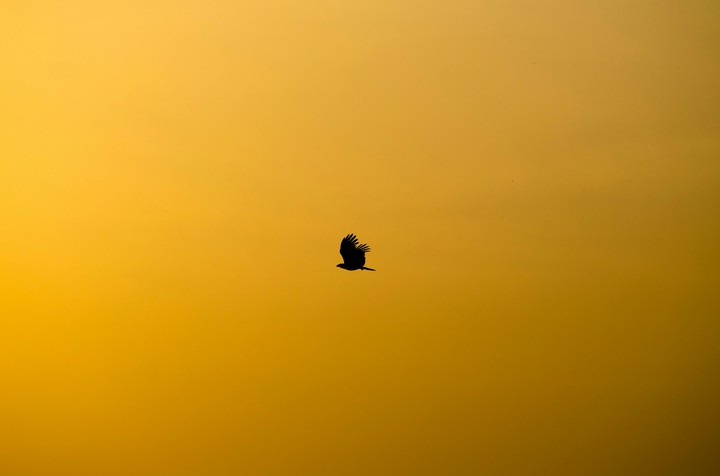 cool black bird with gold sky