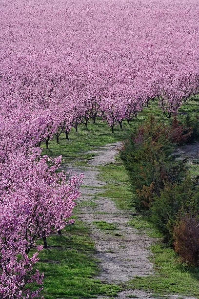 orchard of peach blossoms