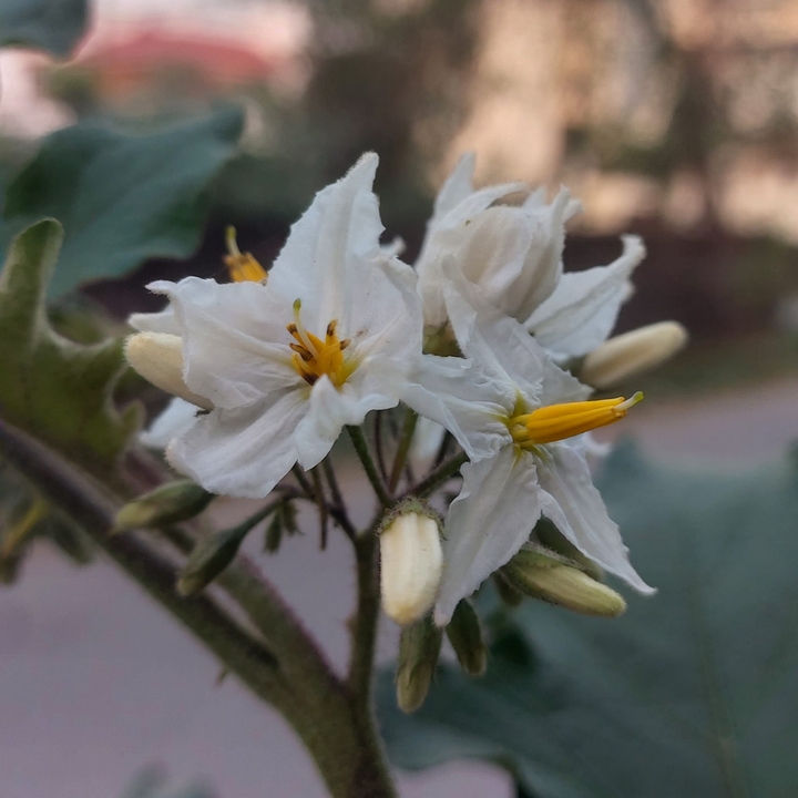 flowers